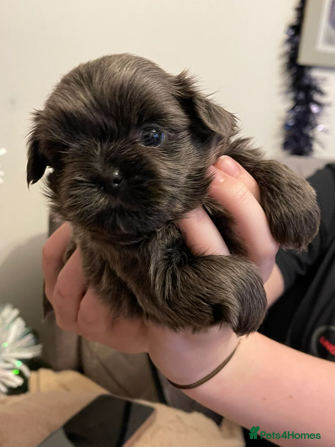 Shih Tzu dogs for sale:  imperial shihtzu dobie carriers karishishi only 2 - Advert 27