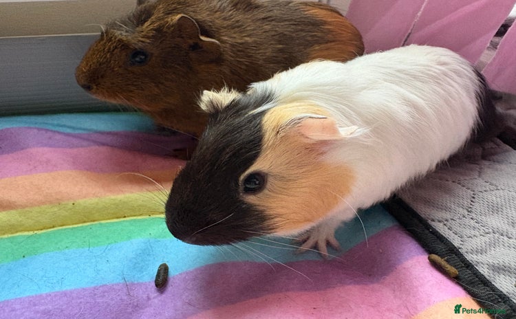 Guinea Pig rodents - Advert 2