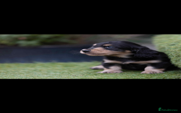 Dachshund dogs for sale: Dachsund puppies - Image 2