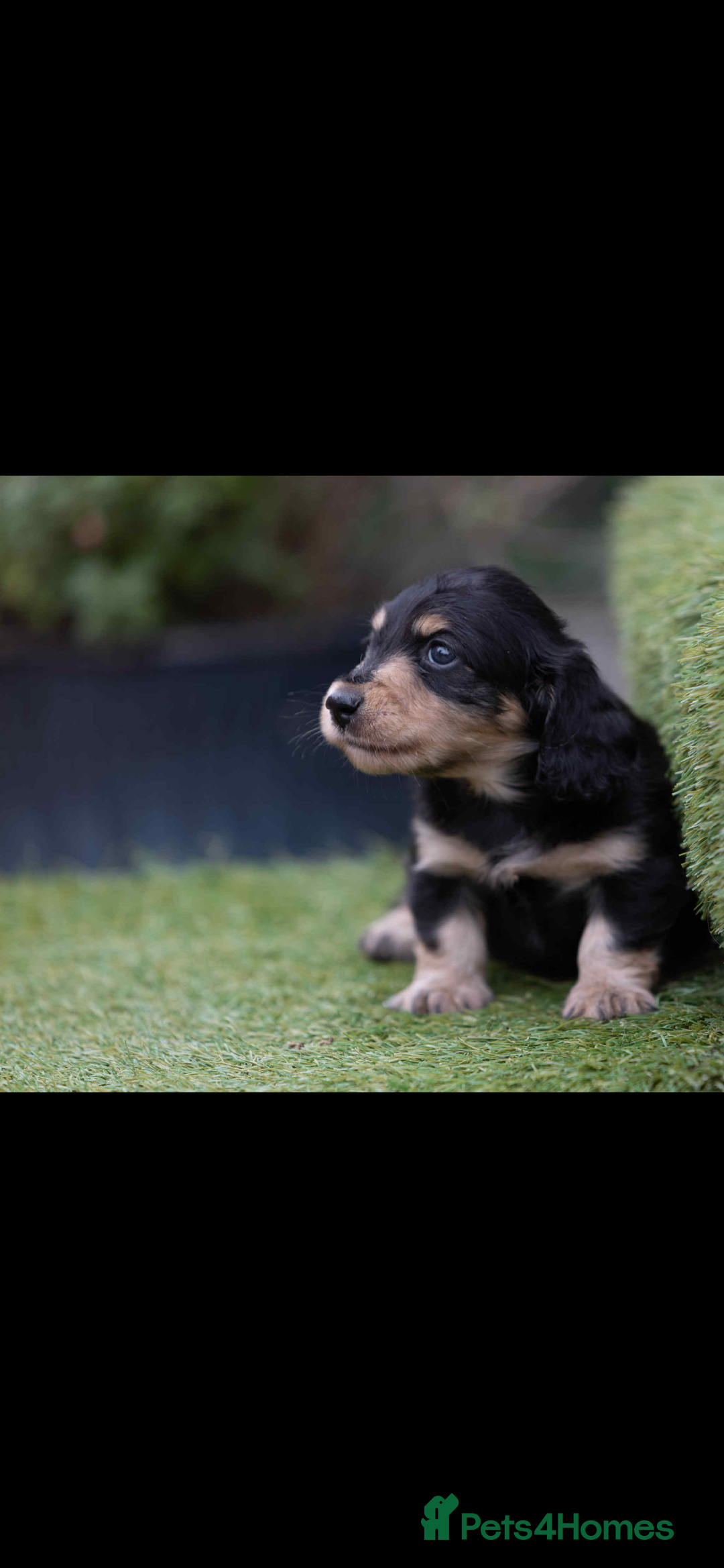 Dachshund dogs for sale: Dachsund puppies - Image 2