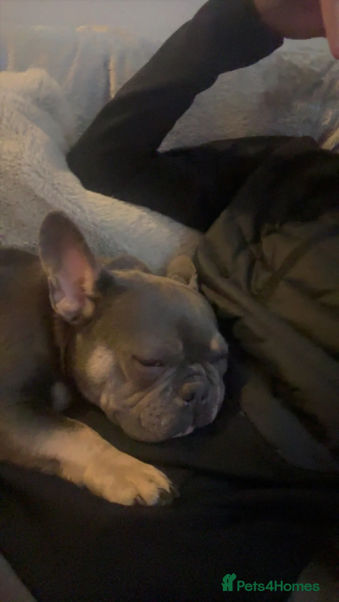 French Bulldog dogs for sale: 3 year old French bulldog  in Worcester - Advert 4