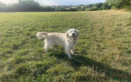 Golden Retriever dogs for sale: Golden retriever puppy’s from licensed breeder - Image 10