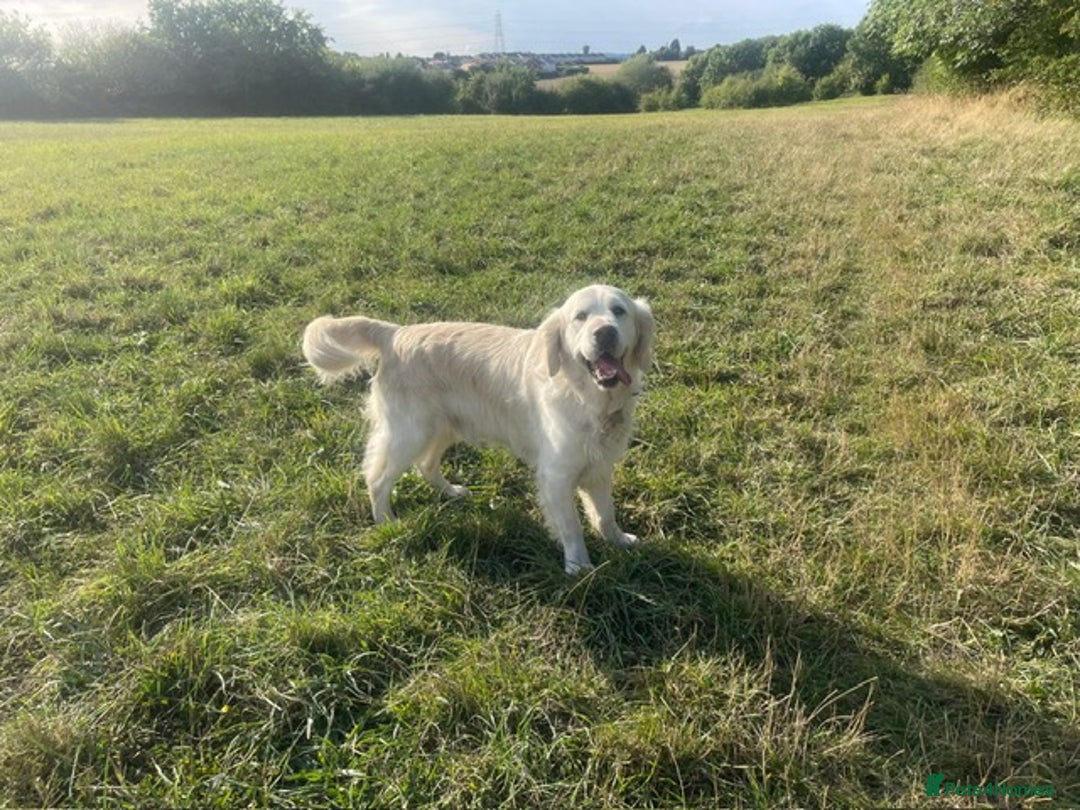 Golden Retriever dogs for sale: Golden retriever puppy’s from licensed breeder - Image 10