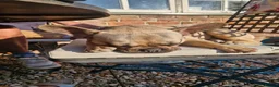 French Bulldog dogs for sale: Male French Bulldog - Advert 5