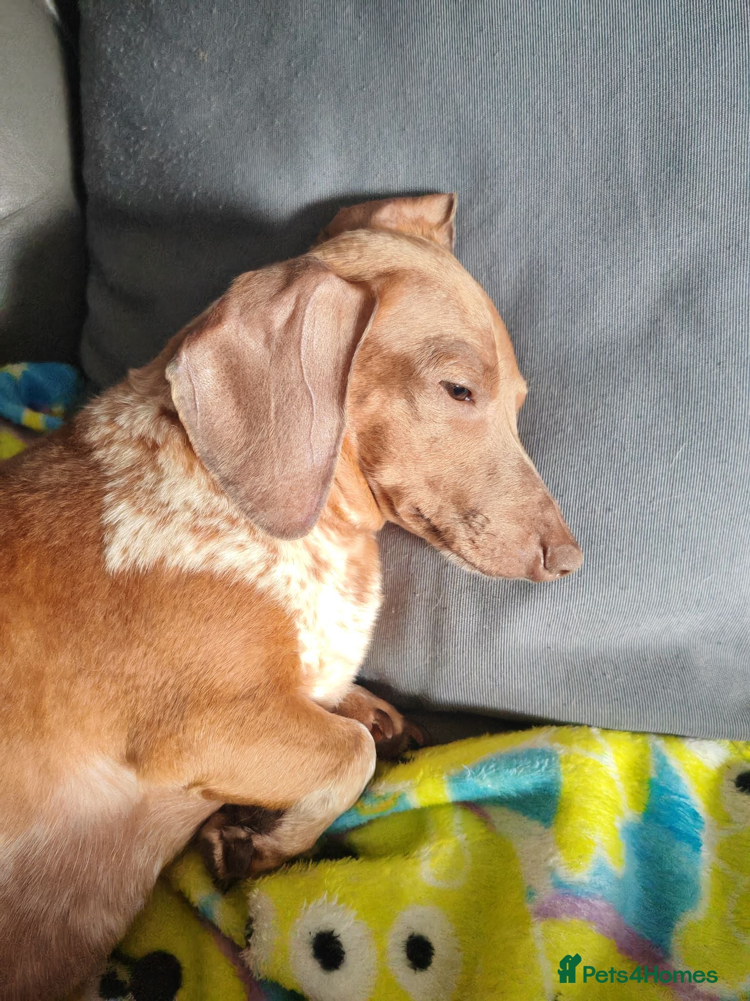 Dachshund dogs mini dash  - Advert 12