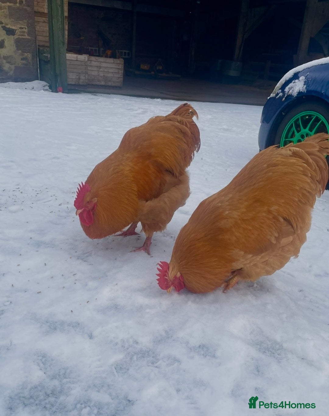 Chickens poultry for sale: 2x buff orphingtons roosters - Advert 4