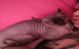 Sphynx cats for sale: Gorgeous girl - Image 8