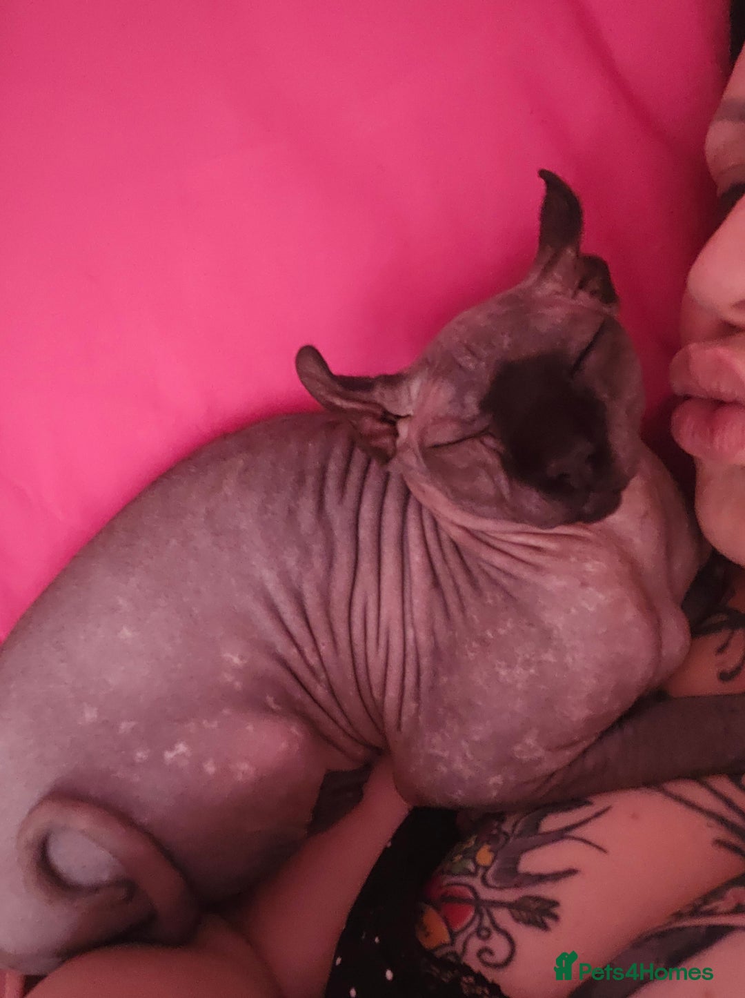 Sphynx cats for sale: Gorgeous girl - Image 8