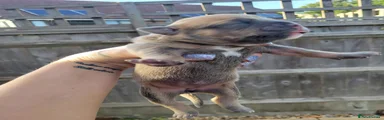 Puppy 4