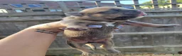Dorset Olde Tyme Bulldogge dogs for sale: Olde English Bulldog puppies  - Advert 5