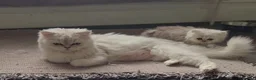Persian cats for sale: 1 male left Persian chinchilla  - Advert 6