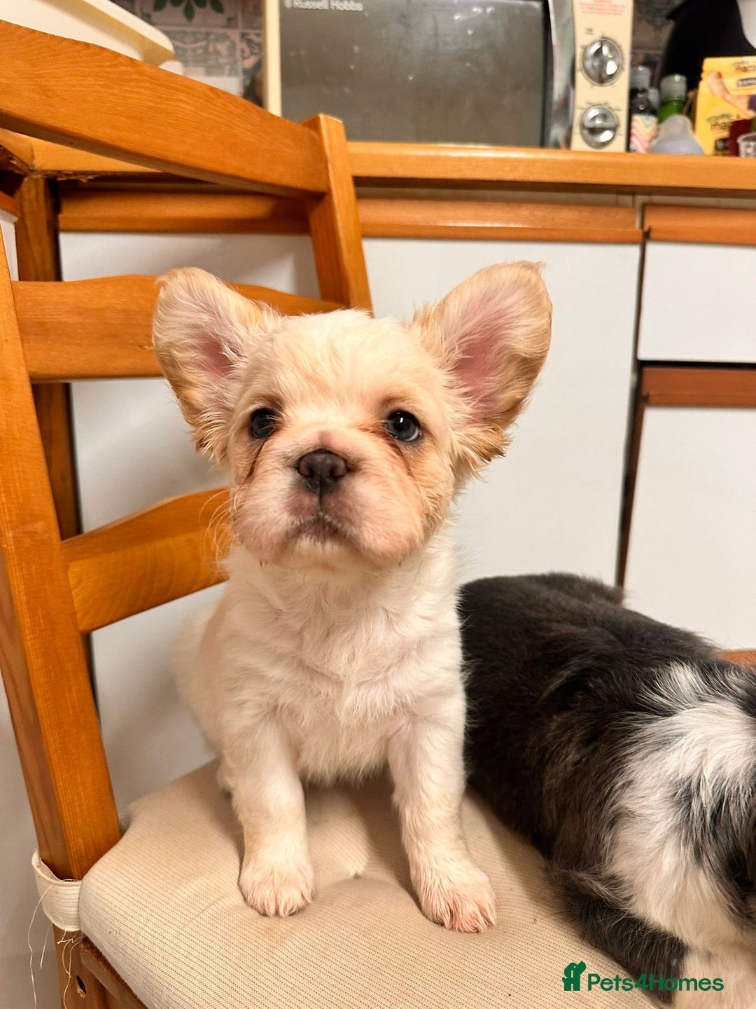 French Bulldog dogs for sale: French bulldogs  - Image 6