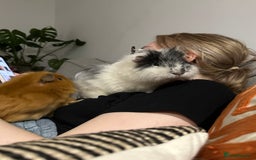 Guinea Pig rodents for sale: 2 Male Guinea pigs with cage - Image 2