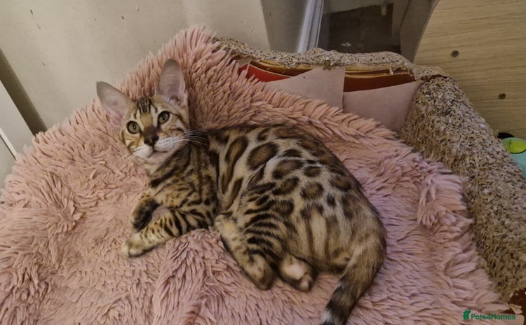Bengal cats - Advert 2