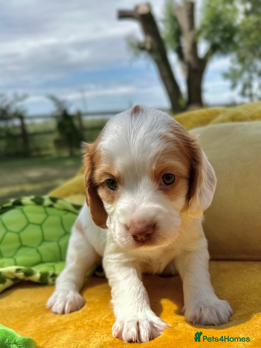 Cocker Spaniel dogs for sale: Farm Bred - Docked - Working Cocker Pups in Peterborough - Image 7