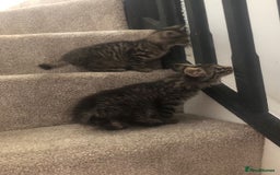 Mixed Breed cats for sale: Gorgeous Tabby Girl Kittens Ready  - Image 7