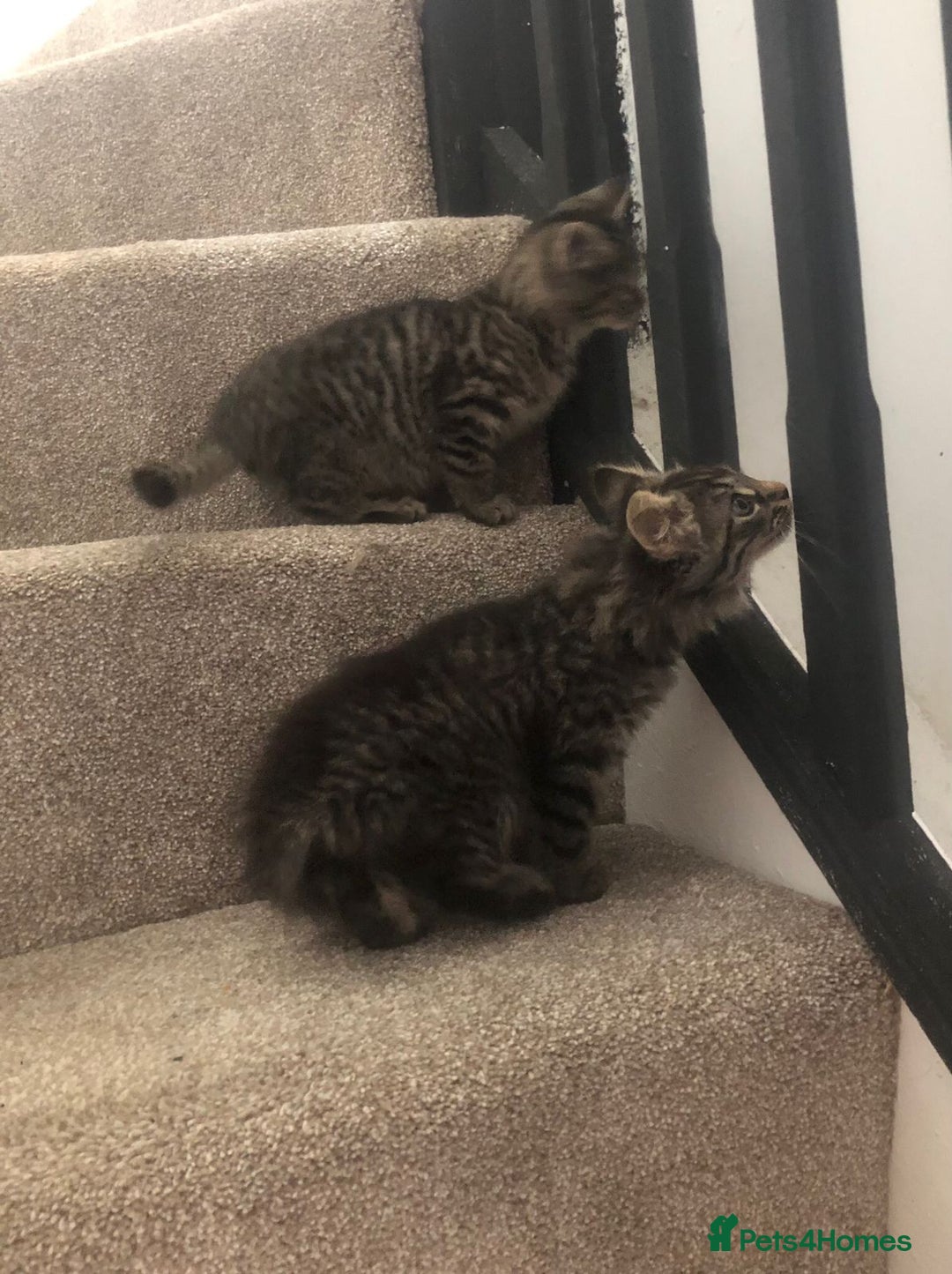 Mixed Breed cats for sale: Gorgeous Tabby Girl Kittens Ready  - Image 7