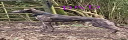 Mixed Breed dogs for sale: Saluki bull greyhound (lurcher) puppy’s  - Advert 3