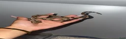 Boa Snake reptiles for sale: Baby Boas - Advert 6