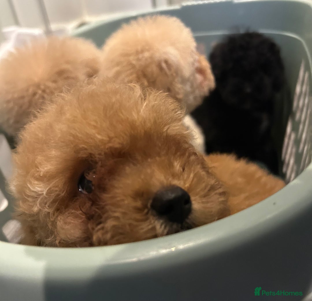 Miniature Poodle dogs for sale: Miniature Poodle Puppies  - Advert 1