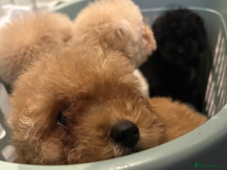 Miniature Poodle dogs Miniature Poodle Puppies - Advert 12