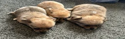 Chihuahua dogs for sale: Cute puppies chihuahua  in Worcester - Advert 7
