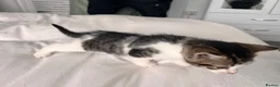 Mixed Breed cats for sale: 3 males, 1 female from loving family home - Advert 20
