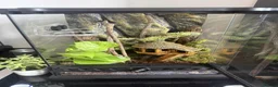 Gecko reptiles for sale: Mourning Geckos - Advert 12