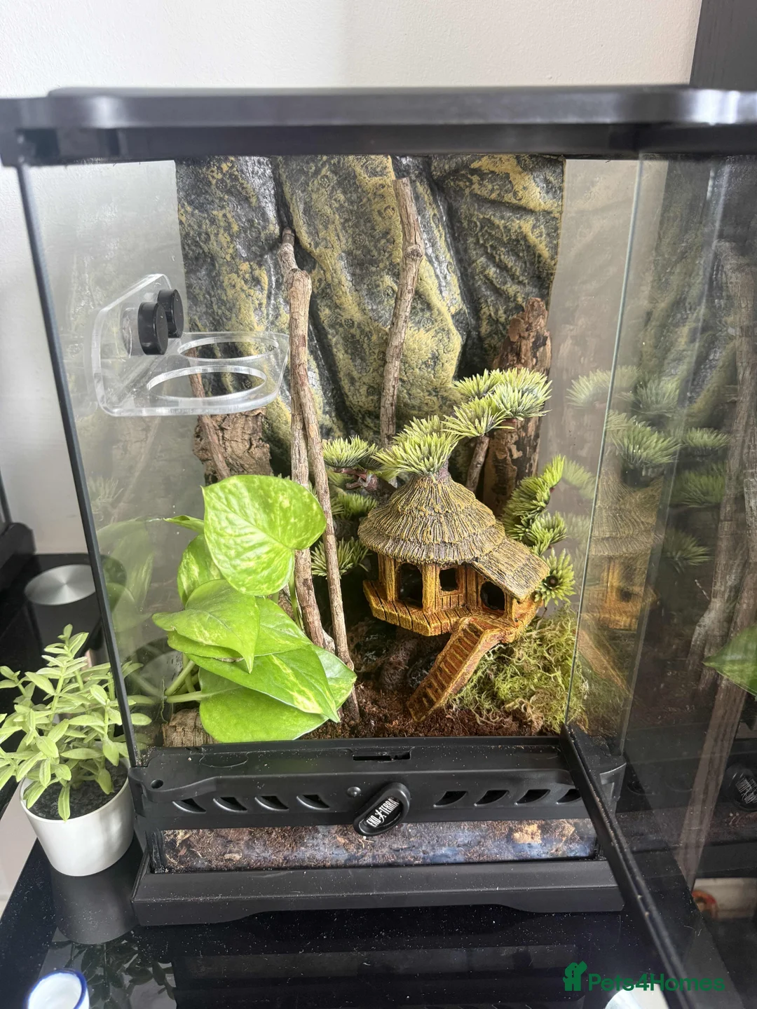 Gecko reptiles for sale: Mourning Geckos - Advert 12