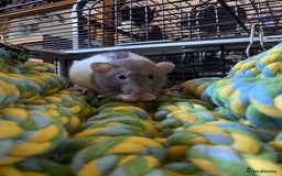 Rat rodents for sale: 3 Female Rats - Image 2