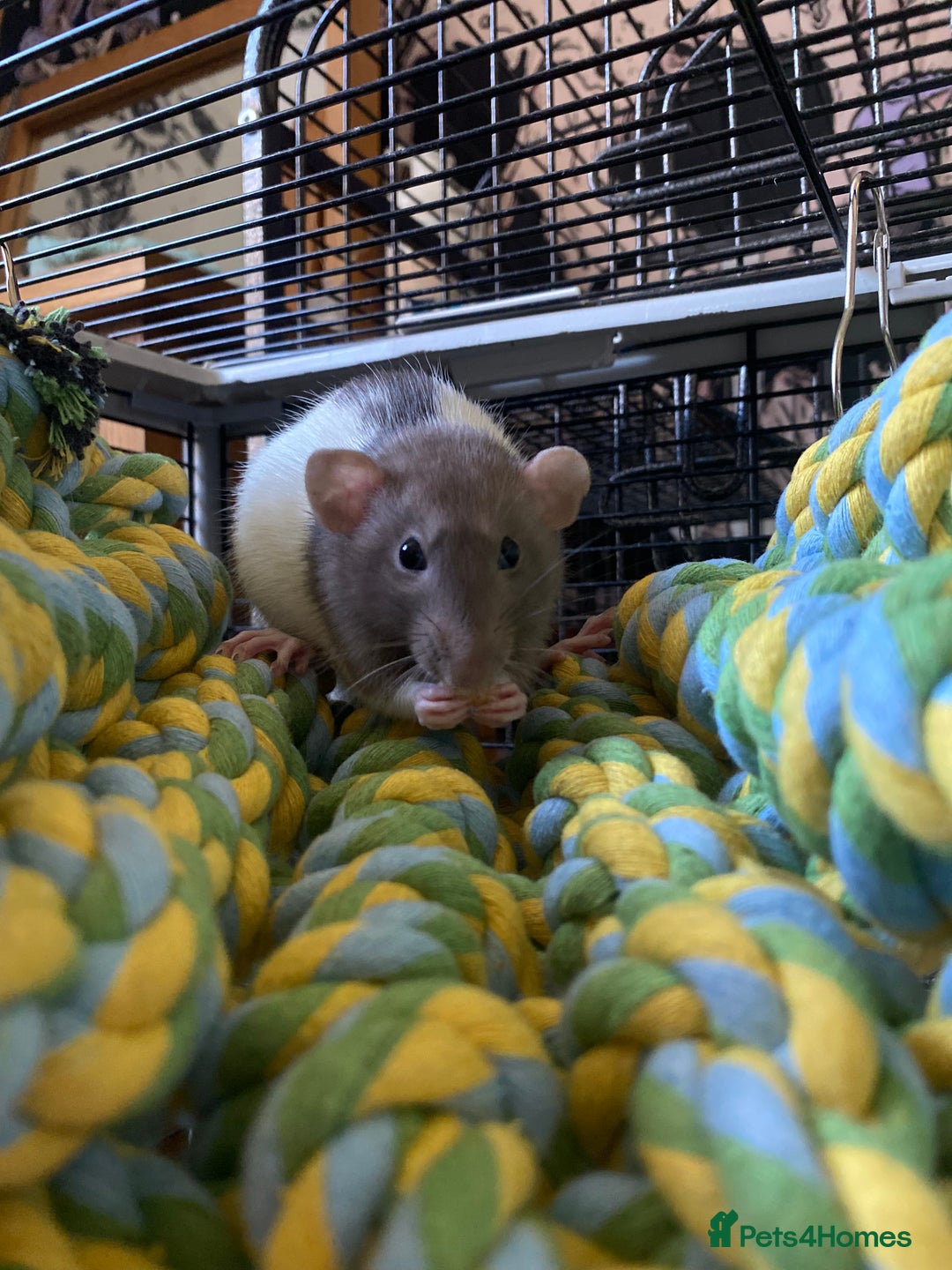 Rat rodents for sale: 3 Female Rats - Image 2