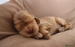 Cocker Spaniel dogs for sale: Beautiful family SHOW cocker spaniels - Image 16