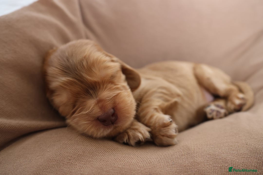 Cocker Spaniel dogs for sale: Beautiful family SHOW cocker spaniels - Image 16
