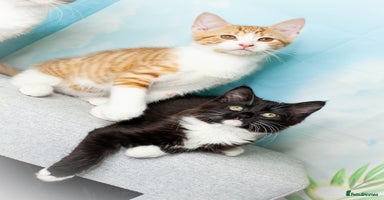 Mixed Breed cats - Advert 4
