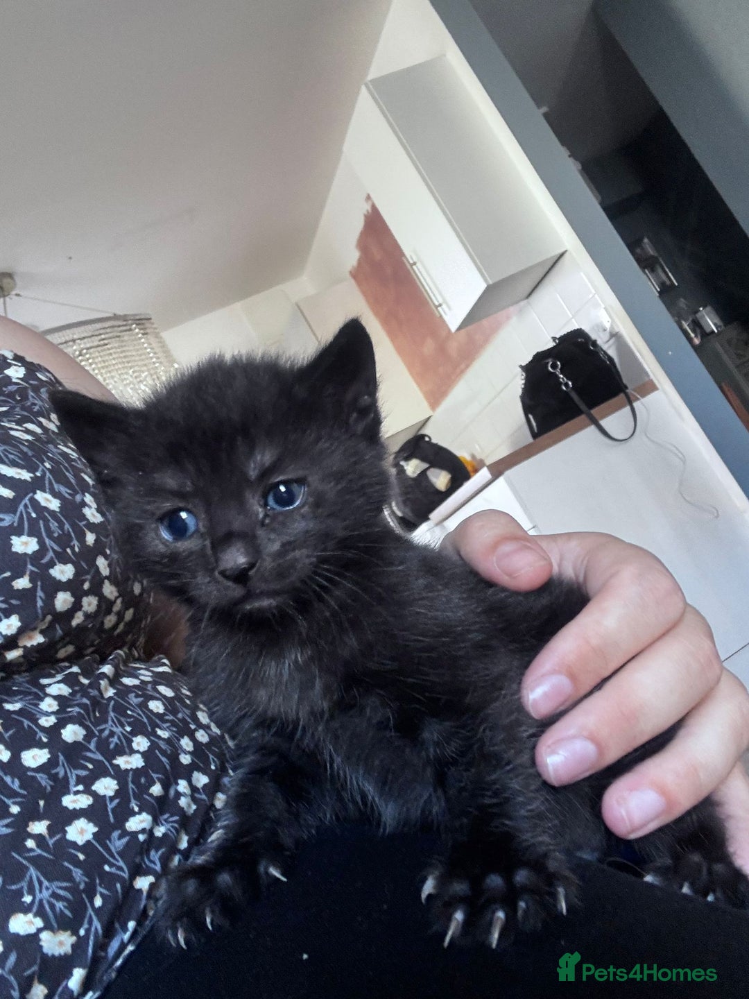 Bengal cats for sale: 4 tabby kittens ready from 20th September  - Image 3