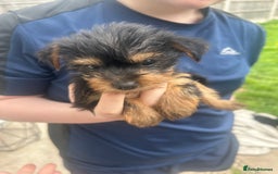 Yorkshire Terrier dogs for sale: Outstanding Yorkshire terriers - Image 12