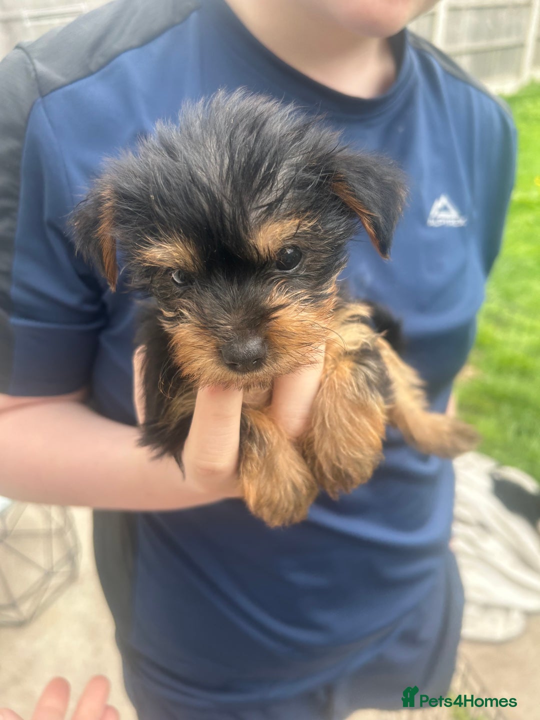 Yorkshire Terrier dogs for sale: Outstanding Yorkshire terriers - Image 12