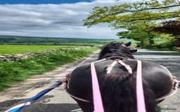 Dales horses for sale: 6 yr old reg section A Dales gelding - Image 2