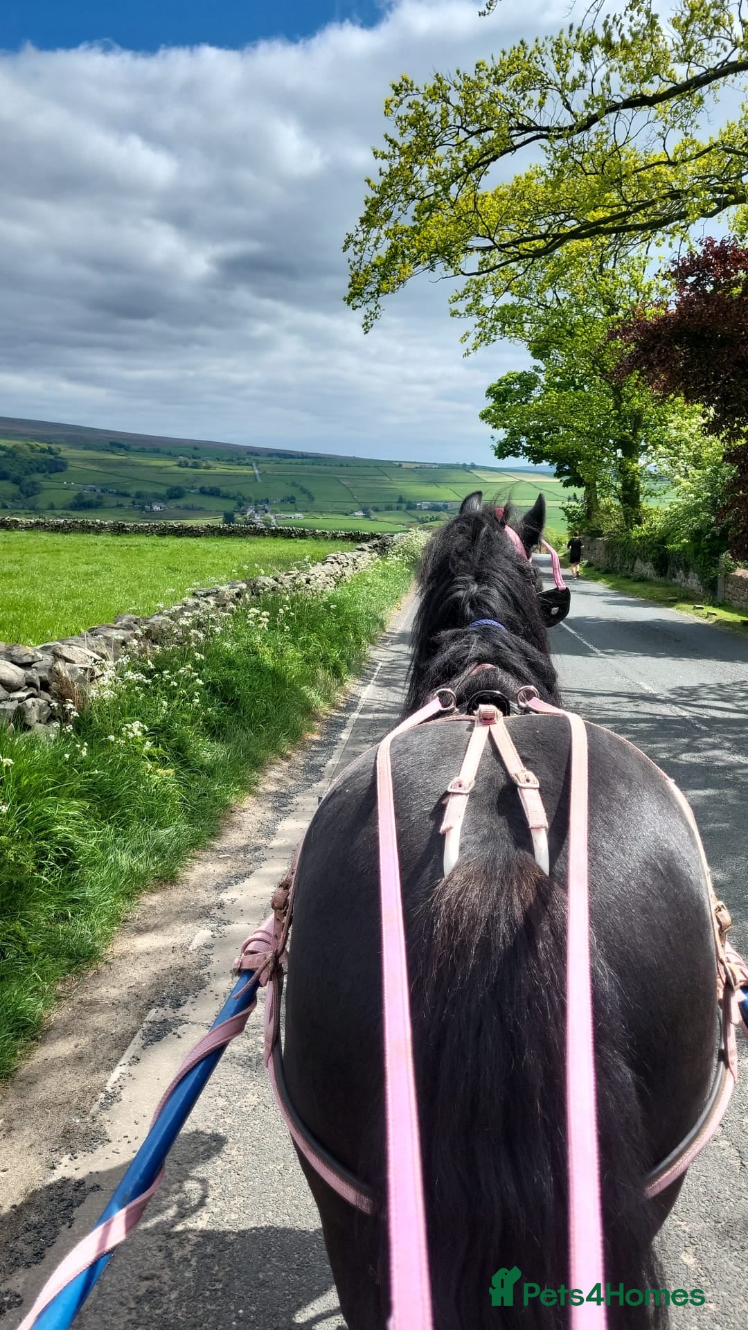 Dales horses for sale: 6 yr old reg section A Dales gelding - Image 2