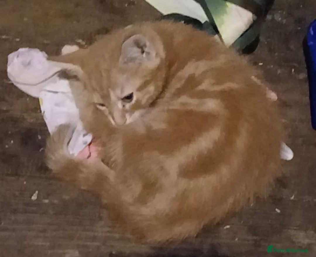 British Shorthair cats for sale: beautiful male kittens  - Advert 4