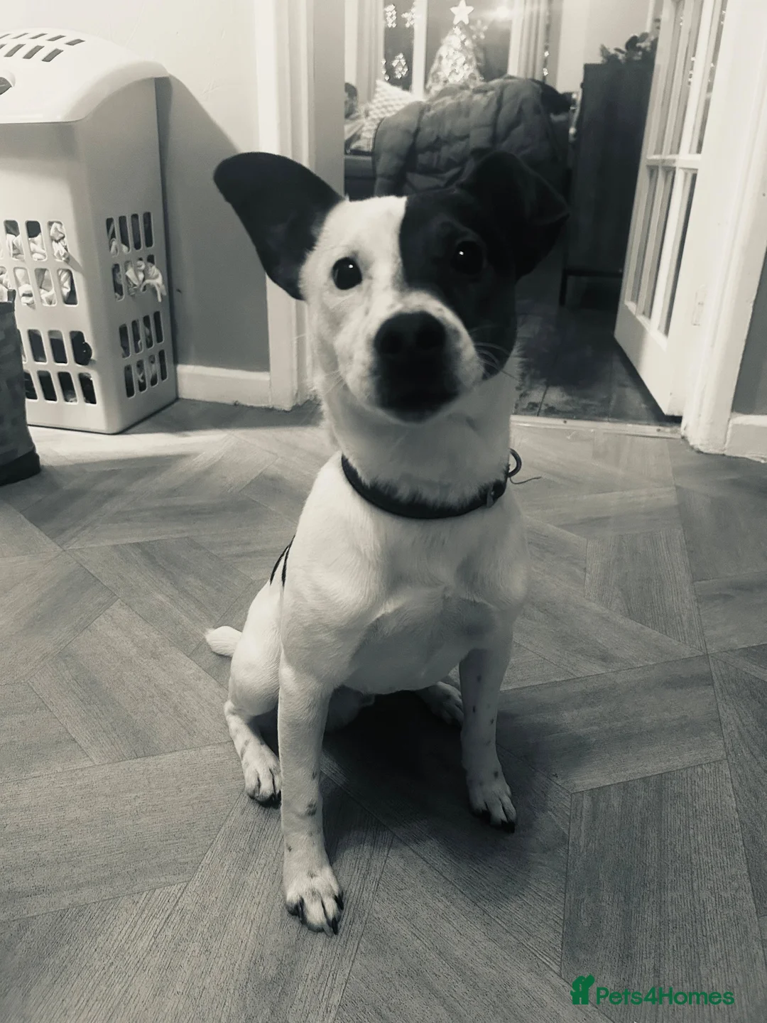Mixed Breed dogs for sale: Jack Russell (Rusty) in Treorchy - Advert 8