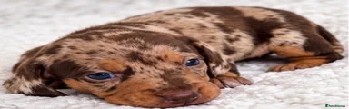 Miniature Dachshund 3