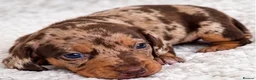 Miniature Dachshund dogs for sale: Miniature dachshund puppies - Advert 4