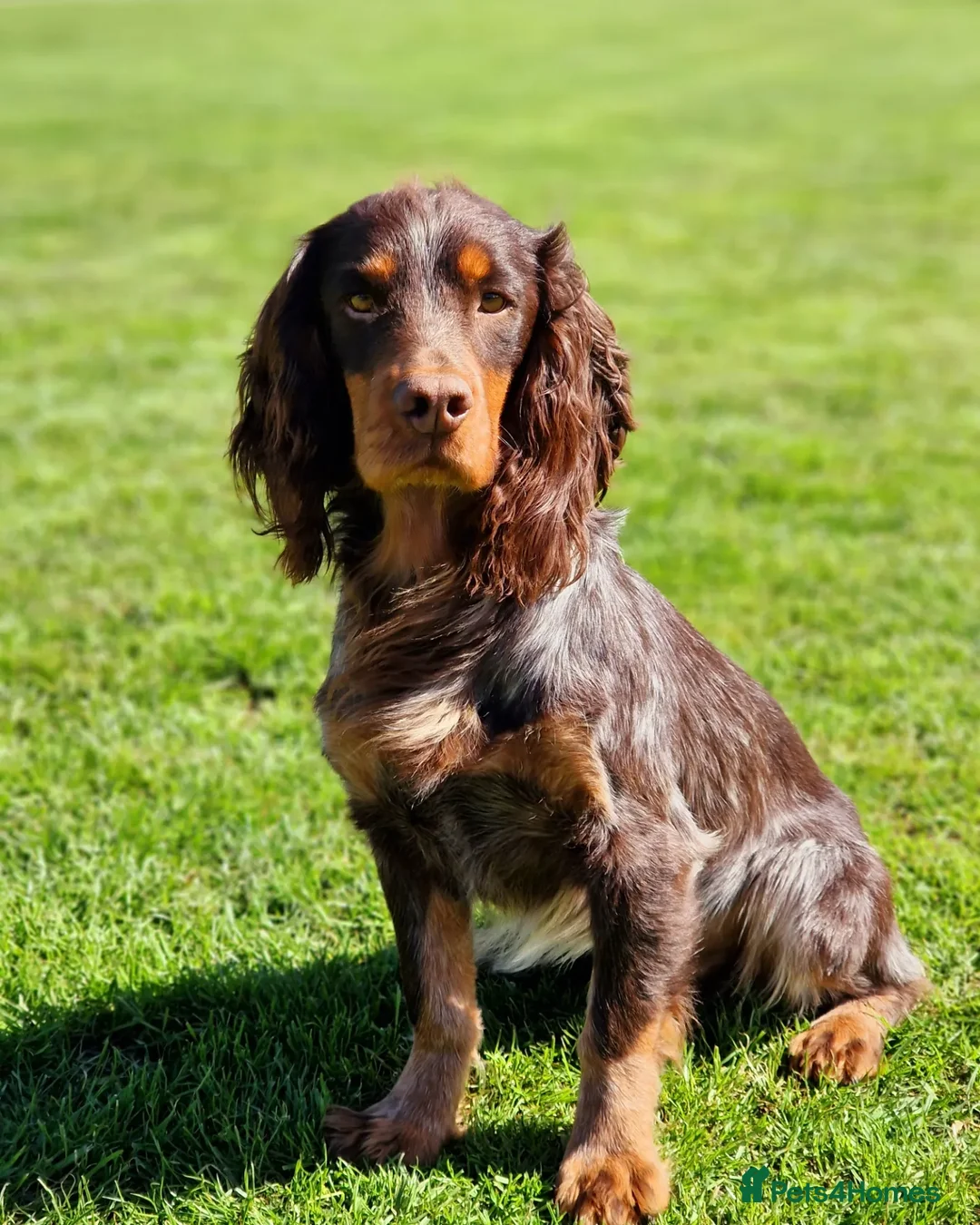 Cocker Spaniel dogs for stud: Health Tested liver roan and tan  working cocker   in Malton - Advert 4