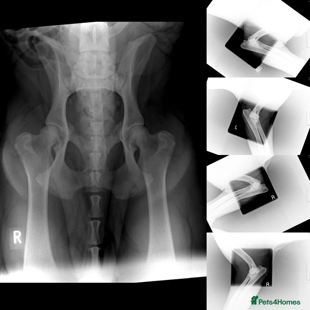 Boerboel dogs for stud: Imperial Health Tested & Champion Stud in Eastleigh - Advert 20