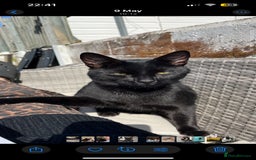 Bombay cats for sale: 2 black male kittens - Image 6