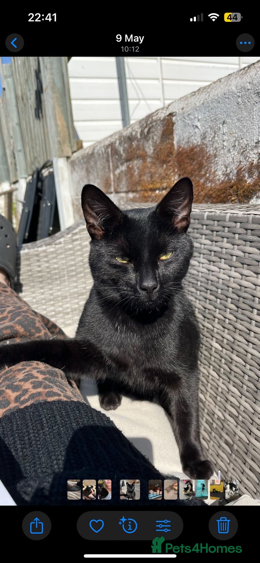 Bombay cats for sale: 2 black male kittens - Image 6