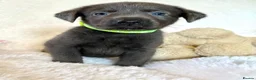 Labrador Retriever dogs for sale: Health Tested KC Registered Labrador Pups - Advert 20