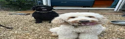 Double Doodle dogs for sale: Beautiful Litter of Double Doodles - Advert 5