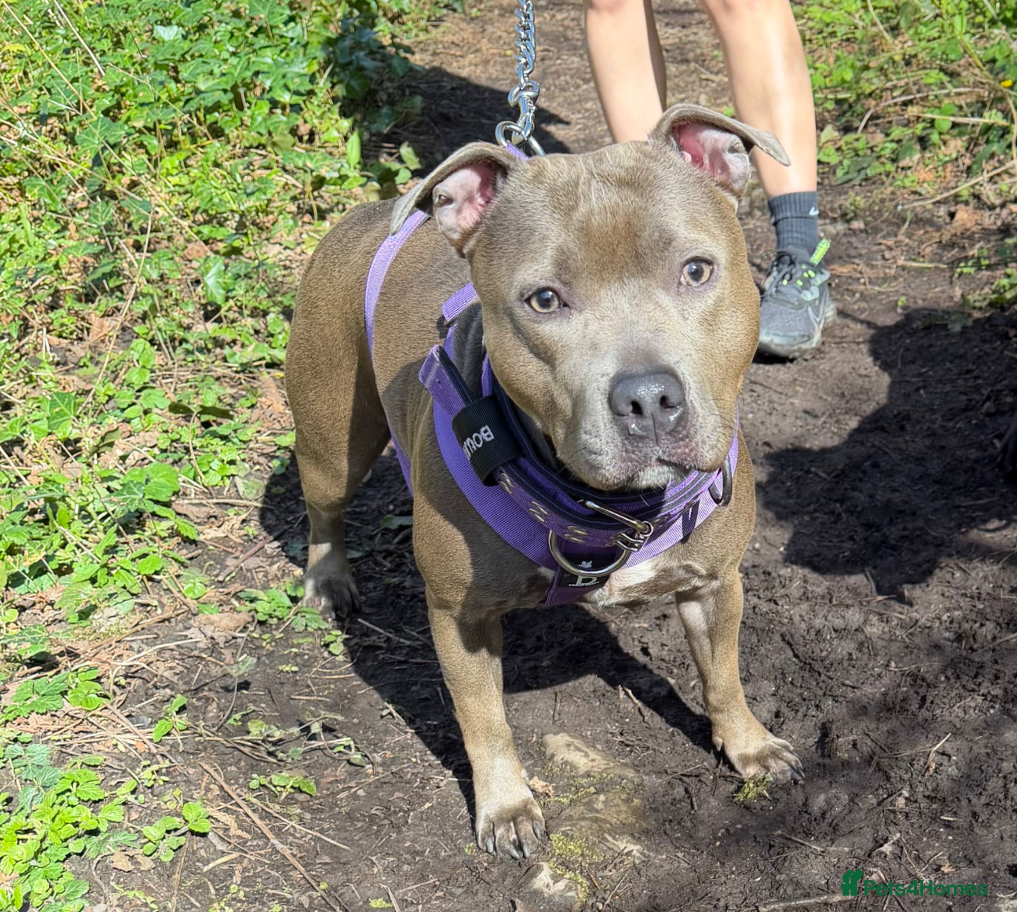 Staffordshire Bull Terrier dogs KC Staffordshire bull terrier pups  - Advert 2